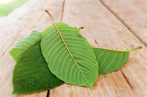 Fakta Daun Kratom Yang Masih Jarang Diketahui