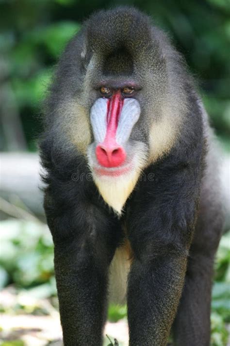 Mandrill Baboon Stock Photo Image Of Wild Apes Animal 4376962