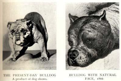 English Bulldog Health Problems And Bulldog Insurance Tips