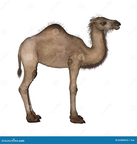 Dromedary or Arabian Camel stock illustration. Illustration of camelus