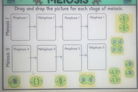 Meiosis Drag And Drop The Picture For Each Stage Of Meiosis Prophase I