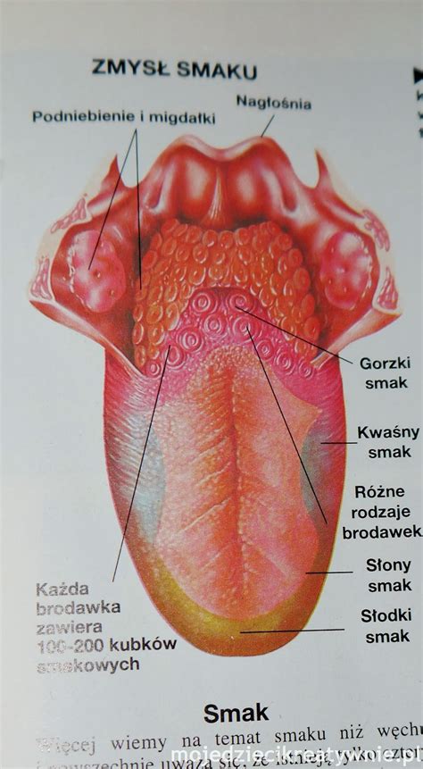 Kubki Smakowe Na J Zyku Zdj Cia Polska Zdjecia