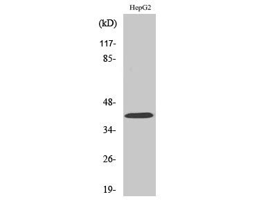 FAM80B Polyclonal Antibody MBS9412832 From MyBioSource Biocompare