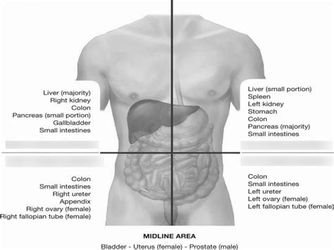 Body Quadrants Diagram Quizlet