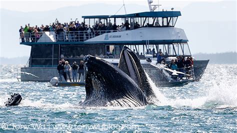 Humpback Whales Bubble Net Feeding in Alaska