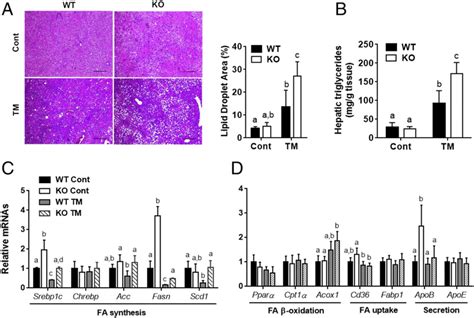 Zip Ko Mice Exhibit A Greater Level Of Hepatic Tg Accumulation After