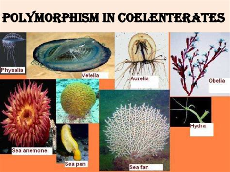 Coelenterates Examples