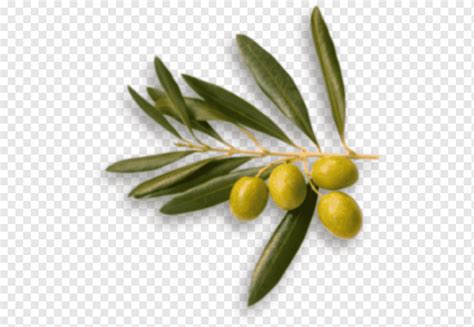 Australia Picual Olive Oil Food Olive Branch Olives Food Olive