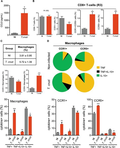 Frontiers Genetic Polymorphism At Ccl Is Associated With Protection