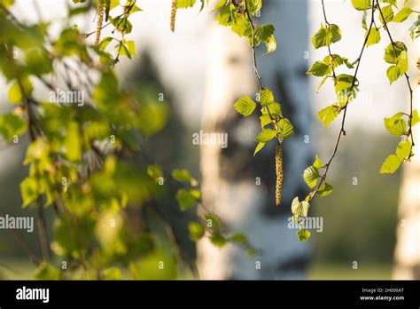 Fresh Silver Birch Betula Pendula Leaves And Catkins During A Stunning