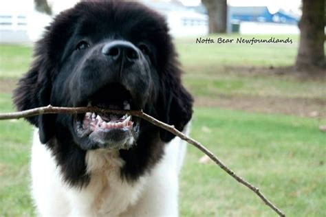 Landseer Newfoundland Puppies | [#] Lunawsome