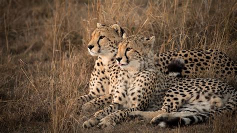 Two Cheetahs Are Lying Down On Dry Grass Hd Cheetah Wallpapers Hd