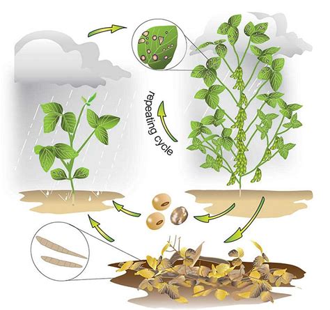 Understanding the Life Cycle of a Bean Plant: A Visual Diagram