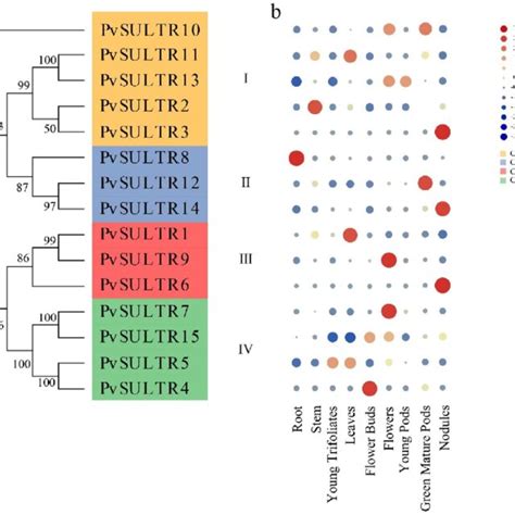 Expression Profiling Of Pvsultr Genes A Phylogenetic Tree Of Pvsultr