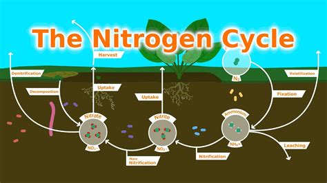 Understanding Our Soil The Nitrogen Cycle Fixers And Fertilizer