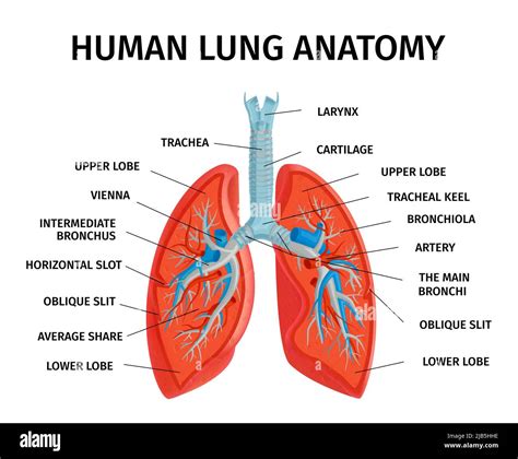 Human Lung Respiratory System Anatomy Diagram Medical Educational