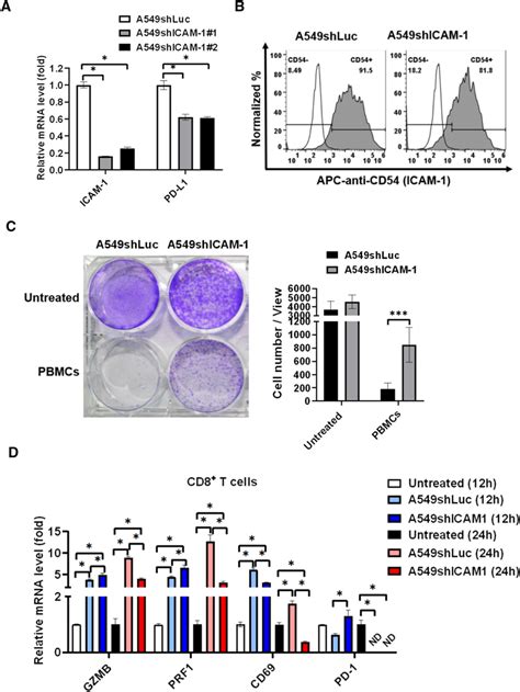 Knockdown Of ICAM 1 Reduces Immunological Anti Tumor Efficacy And CD8