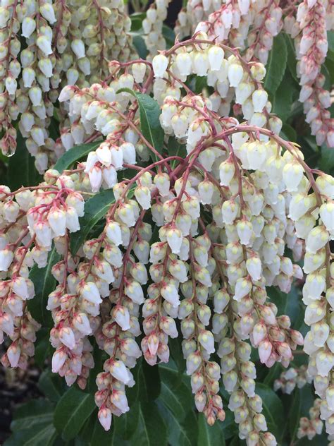 Pieris Japonica Dorothy Wyckoff Japanese Andromeda Non Native