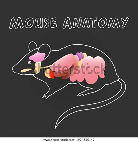 1,526 Mouse Anatomy Images, Stock Photos & Vectors | Shutterstock