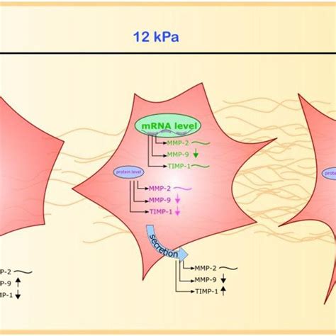 Mmp 2 Mmp 9 And Timp 1 Protein Expression On Different Gel Rigidities