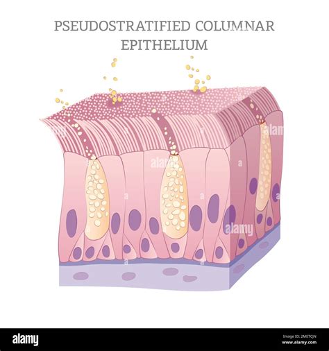 Ciliated Epithelial Cell Labeled Diagram