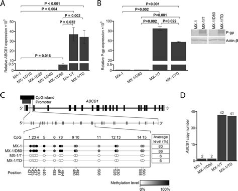 Upregulation Of Abcb Transporter In Chemoresistant Mx Cells A