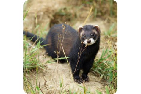 All Types Of Ferrets And Their Different Breeds Updated