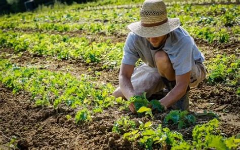 Banca Delle Terre Agricole 7 5 Ettari Di Terreni ISMEA All Asta Tra