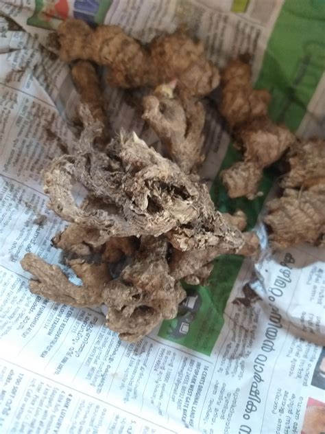 M Tech Gardens Rare Ginger Plant Rhizome Curcuma Longa 5 Rhizomes For Planting