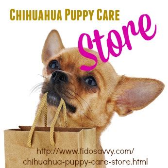 Chihuahua Puppy Care Guide