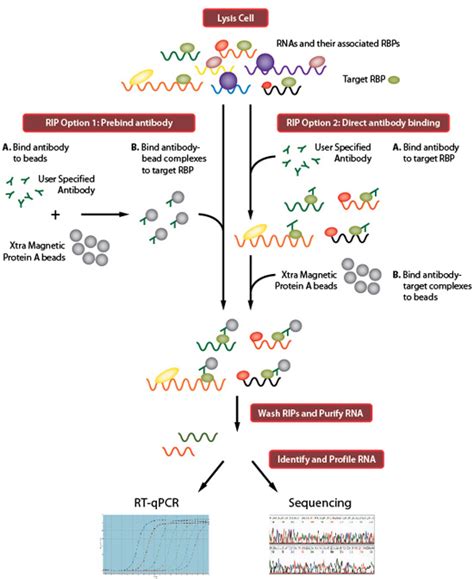 Rna Binding Protein Mapping Rip Clip Hits Clip Par Clip