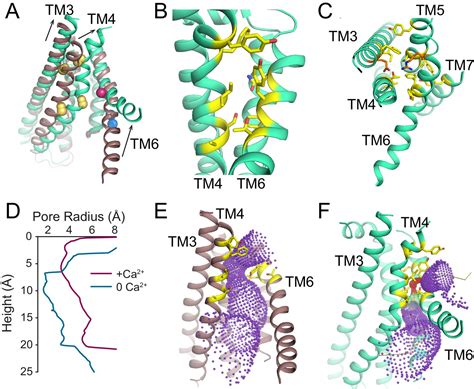 Figures And Data In Structural Basis Of Ca2 Dependent Activation And