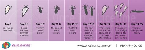 Oialt Lice Life Cycle V Head Lice Removal And Treatment Newport