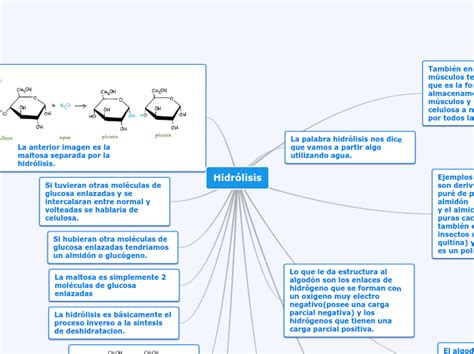 Hidr Lisis Mind Map