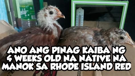 ANO ANG PINAG KAIBA NG 4 WEEKS OLD NA NATIVE NA MANOK SA RHODE ISLAND