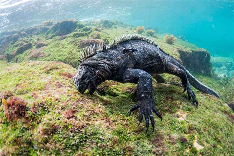 Galapagos Wildlife Pictures