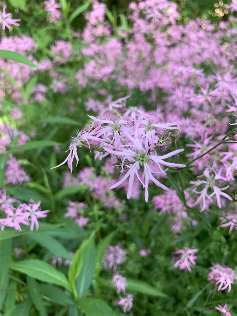 Ragged Robin From Sherburne Ny Us On June At Pm By