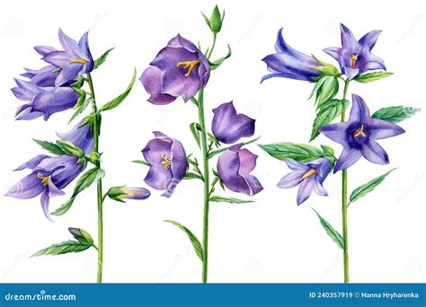 Set Wildflowers Bluebells On A White Background Watercolor Botanical