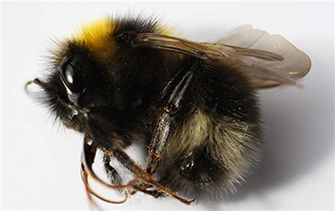 Center For Food Safety Press Releases New Tests Find Bee Killing