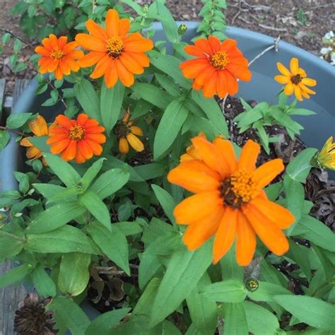 Can You Grow Zinnias In Pots Learn How To Grow Zinnias In Containers