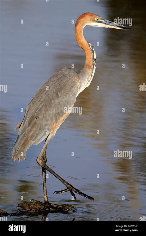 Goliath Heron (Ardea goliath), Sweetwater Game Reserve, Kenya, East ...