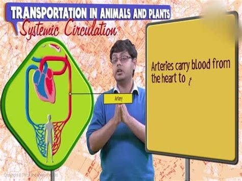 Systemic circulation is