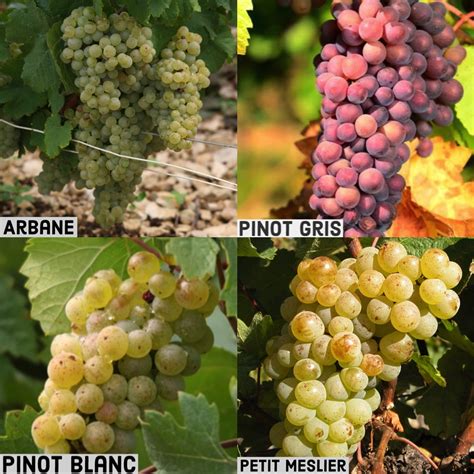 Rare Champagne grape varieties - this is their story - Wine Alchemy