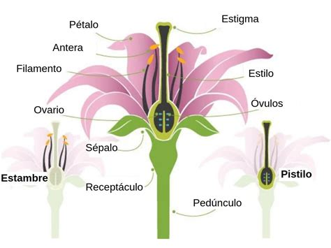 Partes Y Funciones De Una Flor Teleflor