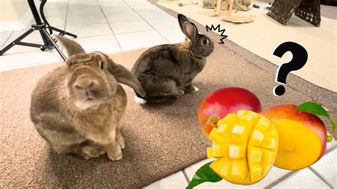 Can Rabbits Eat MANGO? - YouTube