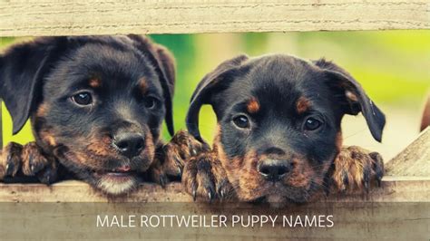 Ultimate List of the Top 800+ Rottweiler Dog Names - German, Male ...