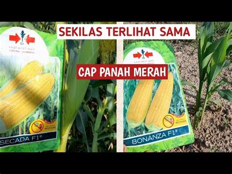 PERBEDAAN JAGUNG MANIS SECADA F1 Vs BONANZA F1 PILH MANA YouTube