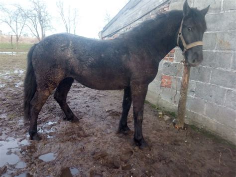 Sprzedam siwą klaczke spokojna Sokołów Podlaski OLX pl