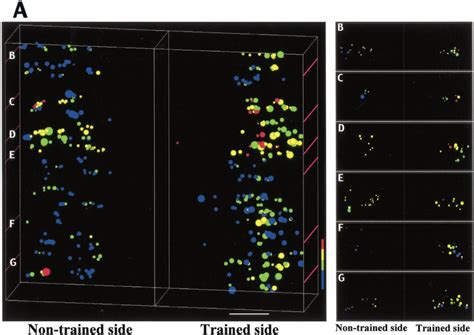 3 D Reconstruction Of GAD 67 Immunoreactivity In Spinal Cord Sections