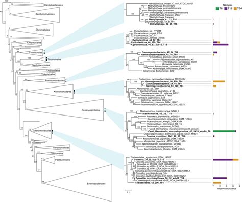 Phylogeny Resolved, Metabolism Revealed: Functional, 46% OFF